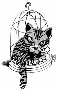 gato.jpg (15692 bytes)