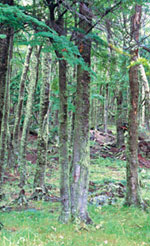 El bosque andino patag&oacute;nico.