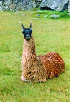 /fotos/turismo/20070708/notas_t/camelido.jpg