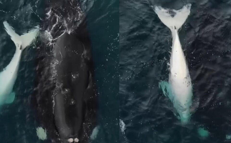 Además de generar ternura y fascinación, la mayor sorpresa fue que el pequeño era completamente blanco.