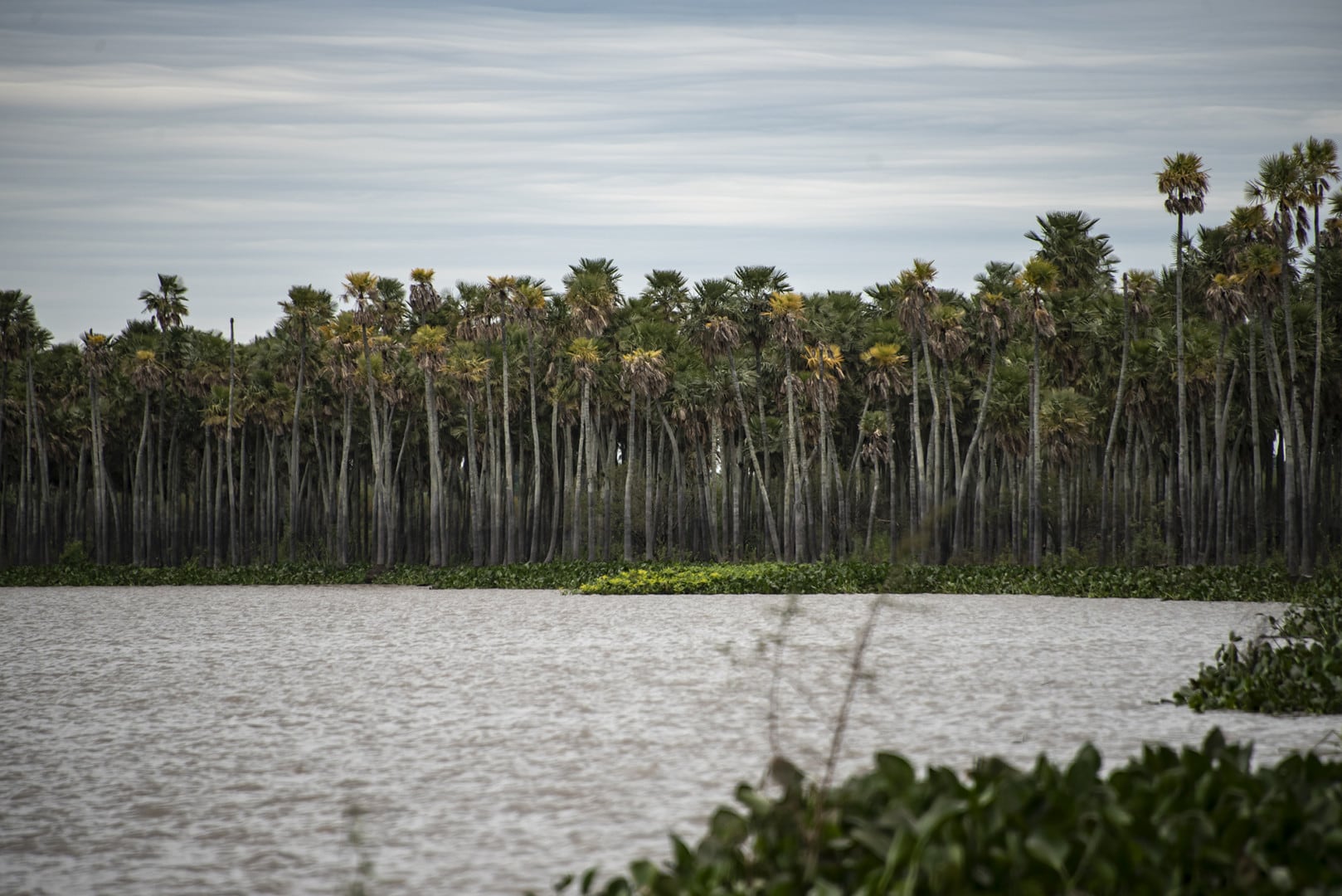 El nuevo parque nacional está integrado en su mayoría por humedales de gran biodiversidad. 