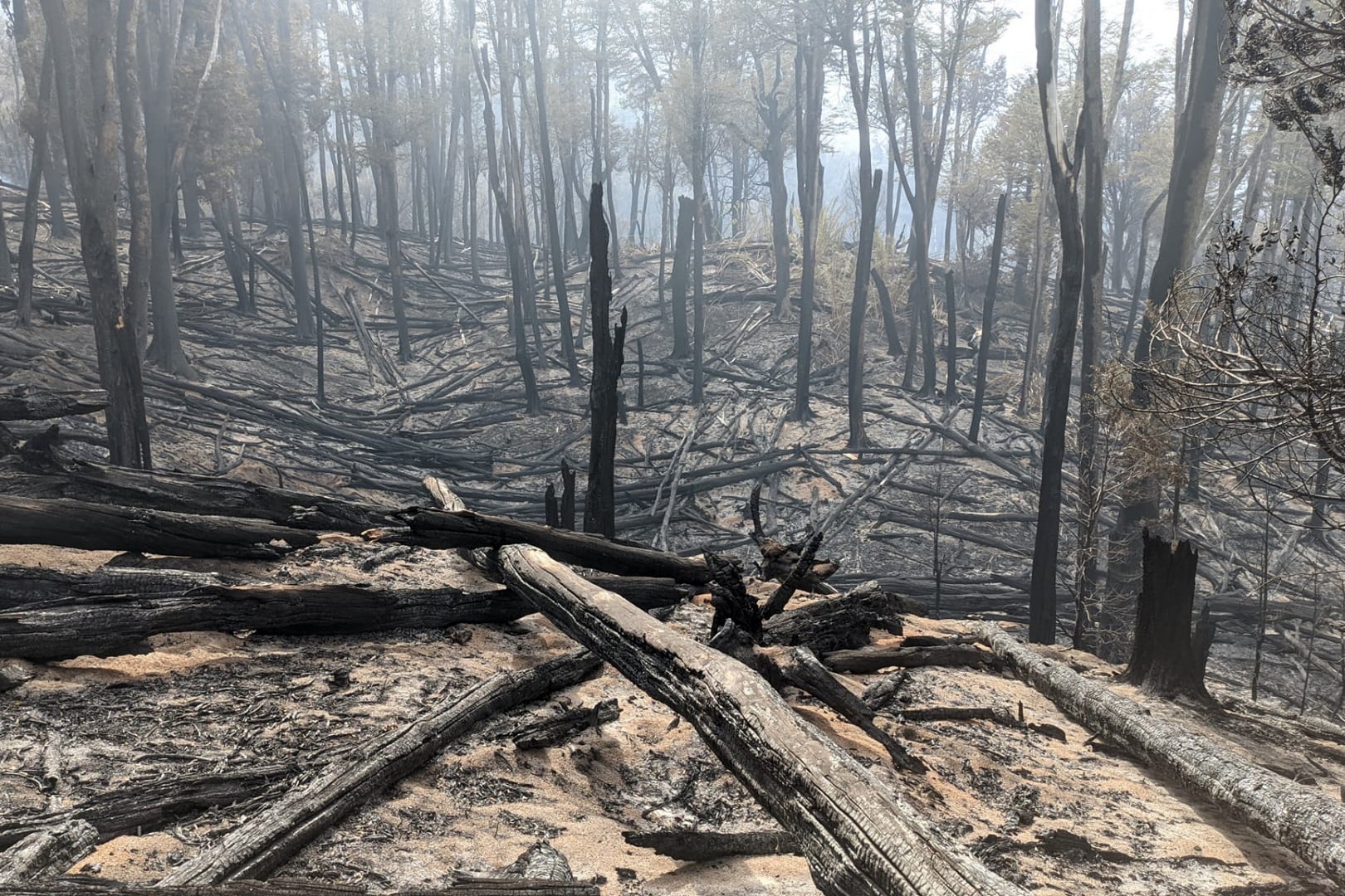 En la Patagonia hubo una tragedia ecológica. 