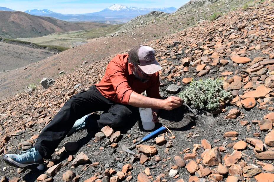 Un arqueólogo en Vaca Muerta extrayendo fósiles.