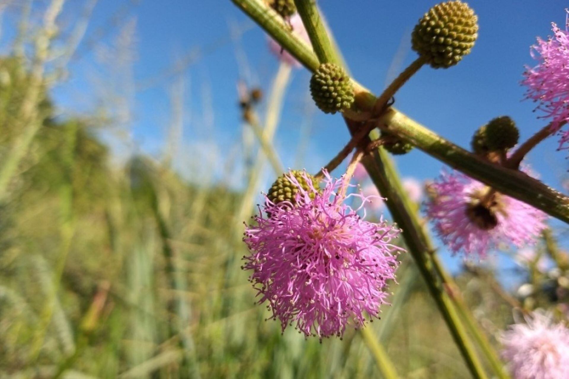 La Mimosa serra solo había sido registrada en paraguay y el sur de Brasil. Su presencia indica pastizales inundables en buen estado de conservación. (Imagen:INTA)