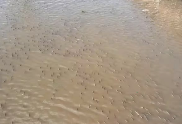 Este fenómeno, que no suele ser tan frecuente, se intensificó en los últimos días