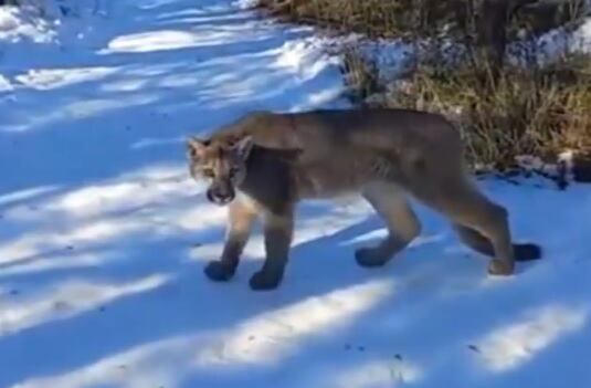 Una familia vivió un momento de tensión extrema al cruzarse con un puma. Imagen: Captura de video.